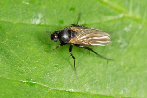 Hypocera mordellaria