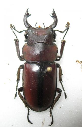 Réf. 270 754 : Prosopocoilus sp.