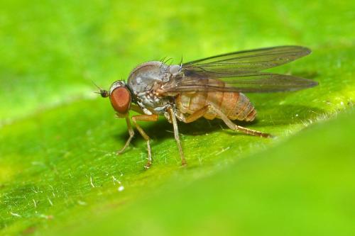 Protoclythia rufa