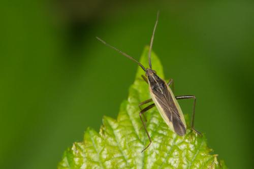 Stenodema holsata