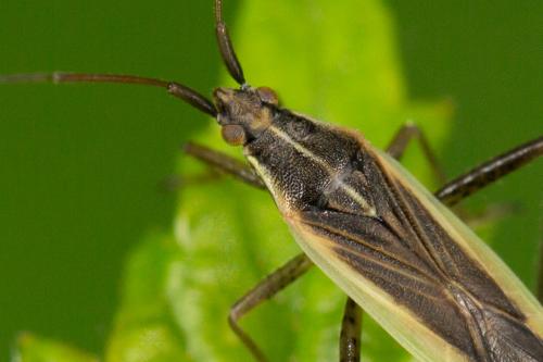 Stenodema holsata