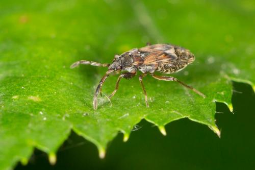 Scolopostethus thomsoni