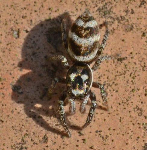 Réf. 270 112 : Salticus propinquus