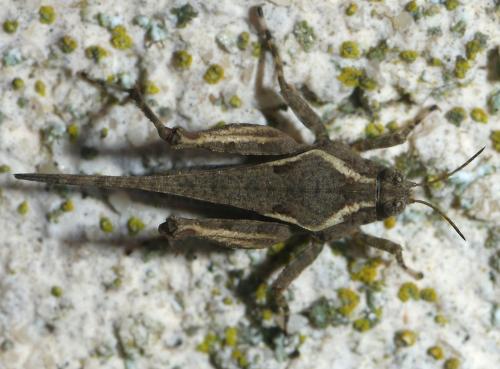 Réf. 270 687 : Paratettix meridionalis