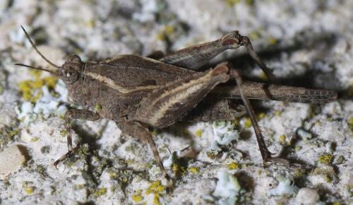 Réf. 270 688 : Paratettix meridionalis