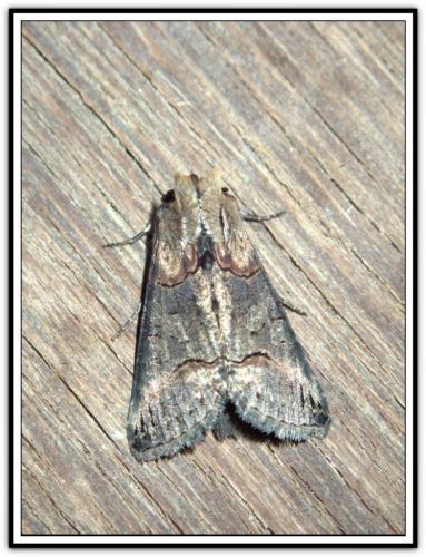 Réf. 270 906 : Abrostola sp.