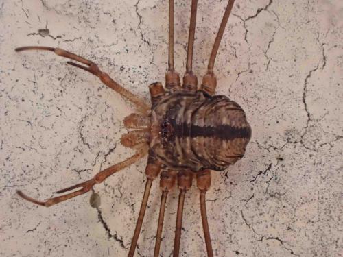 Réf. 270 292 : Dicranopalpus ramosus