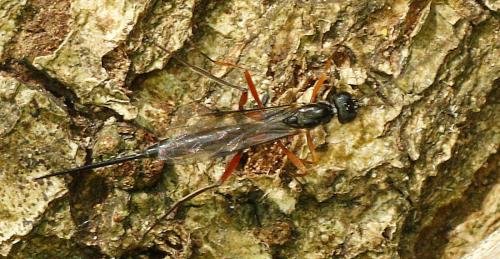 Neoxorides nitens