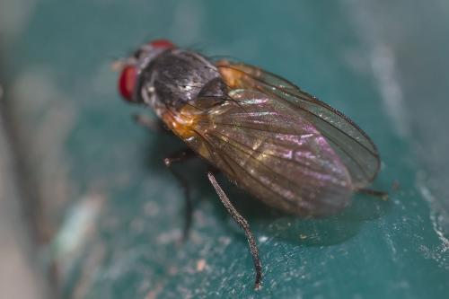 Fannia sp.