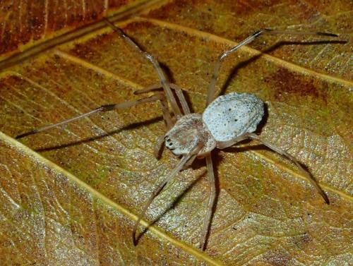 Herennia multipuncta
