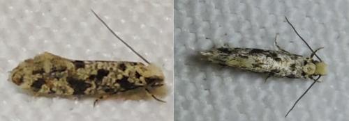 Réf. 270 821 : Nemapogon sp.