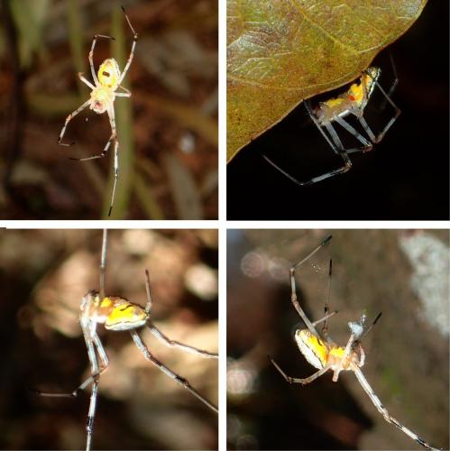 Herennia multipuncta