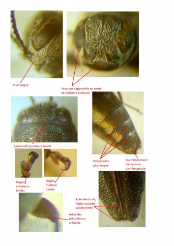 Agrilus sp.