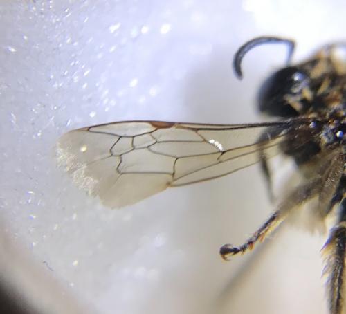 Réf. 270 568 : Colletes sp.