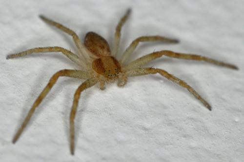 Philodromus sp.