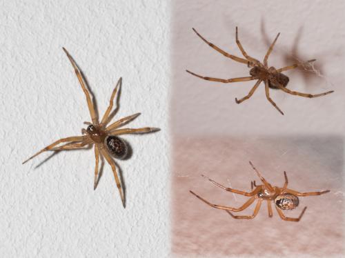 Réf. 270 867 : Steatoda nobilis