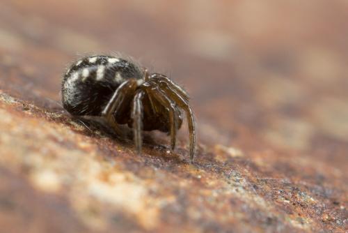 Steatoda (albomaculata-incomposita)