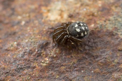 Steatoda (albomaculata-incomposita)