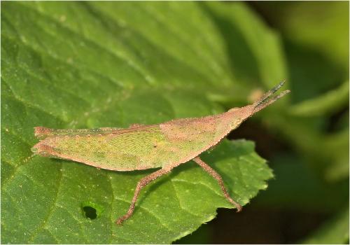 Réf. 270 451 : Atractomorpha sp.