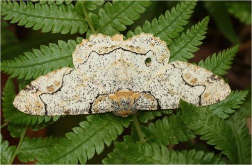 Biston suppressaria