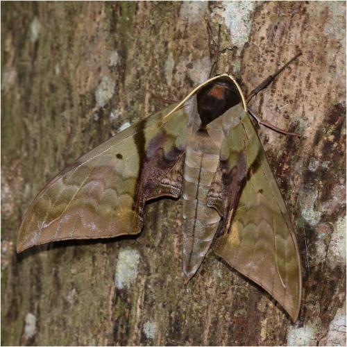 Réf. 270 332 : Callambulyx rubricosa