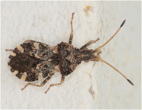 Réf. 270 685 : Centrocoris variegatus