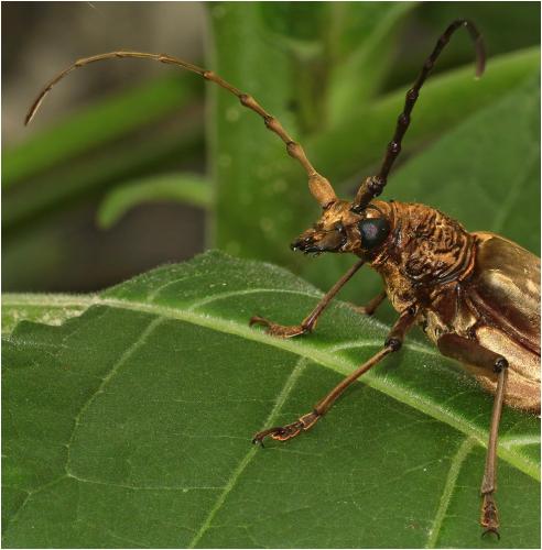 Neocerambyx sp.