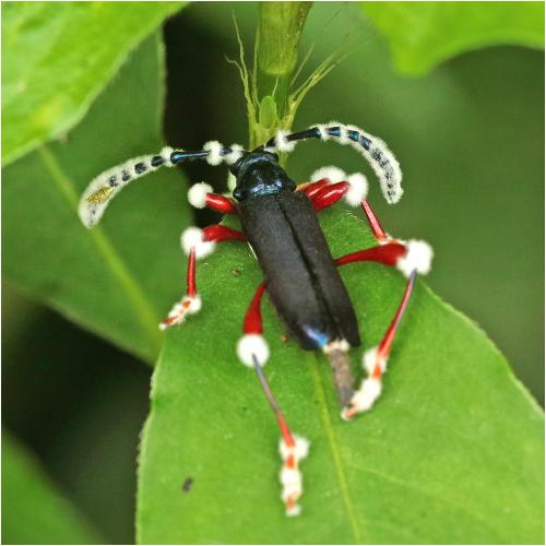Ipothalia sp.