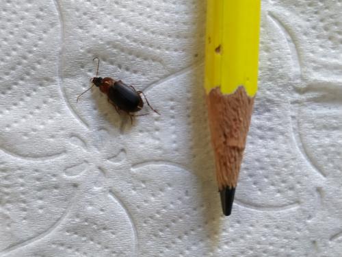 Réf. 270 250 : Calathus sp.