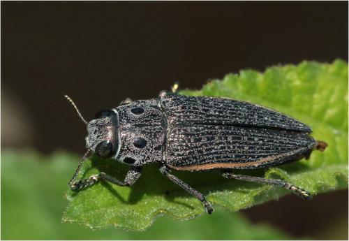 Lampetis quadriareolata