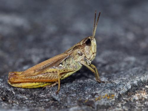 Chorthippus apricarius apricarius