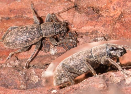 Brachyderes incanus