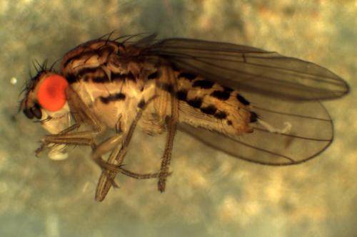 Drosophila busckii