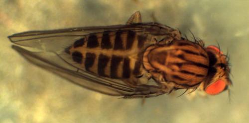 Drosophila busckii