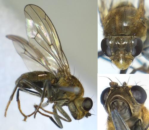 Parydra coarctata