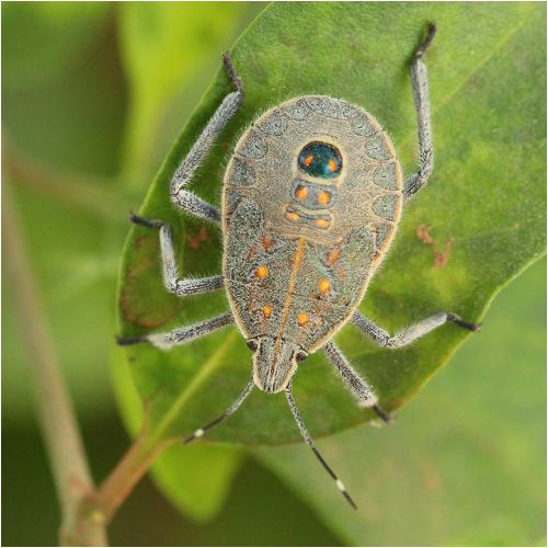 Erthesina acuminata