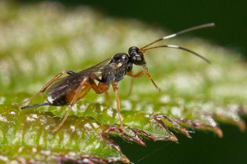 Agrothereutes abbreviatus