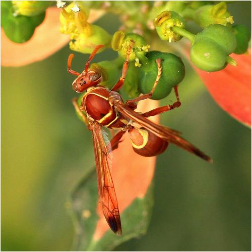 Polistes stigma