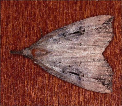 Hypena obsitalis