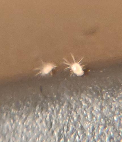 Diamesoglyphus intermedius