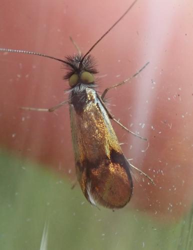Réf. 270 591 : Nemophora sp.