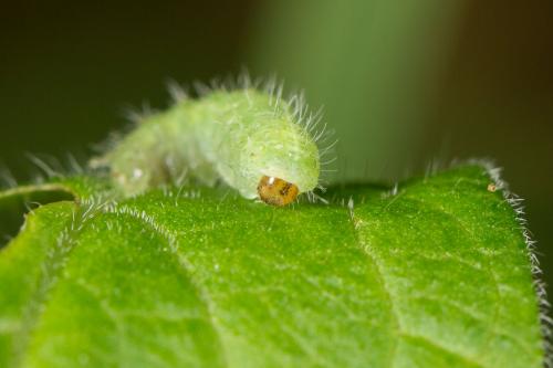 Hyperinae