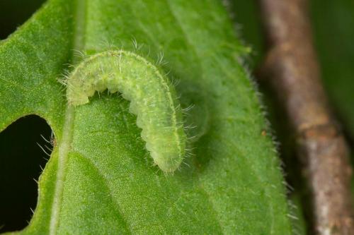 Hyperinae