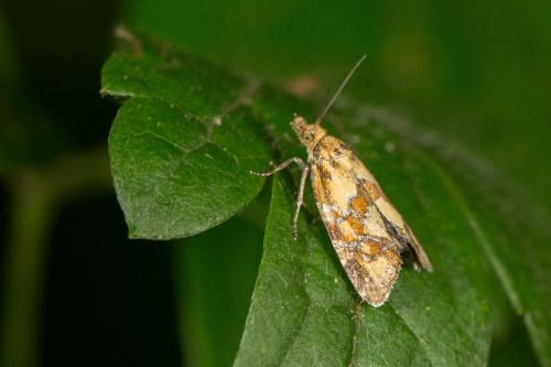 Aethes hartmanniana