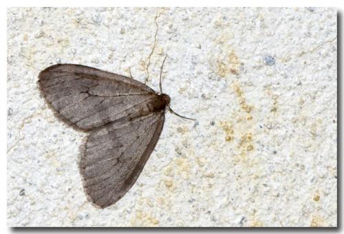 Operophtera brumata