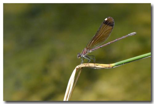 Calopteryx haemorrhoidalis