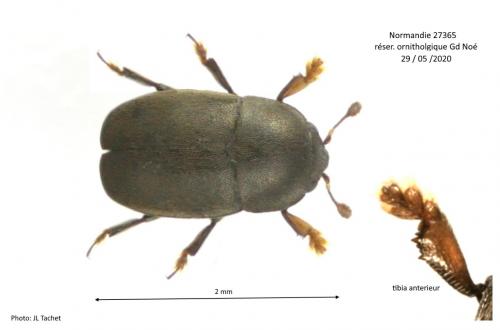 Réf. 270 578 : Sagittogethes obscurus