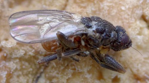 Réf. 270 214 : Ischiolepta sp.