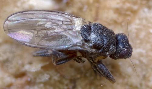 Réf. 270 213 : Ischiolepta sp.
