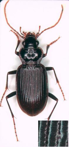 Réf. 270 599 : Nebria salina
